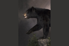 Bears