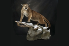 Cougar