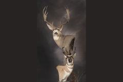 Deer, Elk, Moose