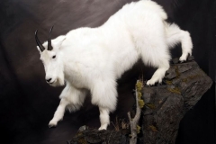 Goat