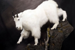 goat-1
