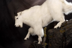 goat-10