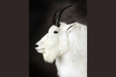 goat-4