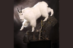 goat-8