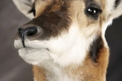 Pronghorned Antelope