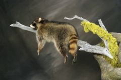 Small Mammals