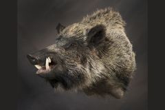 Wild Boar